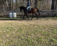 thoroughbred-horse-for-sale