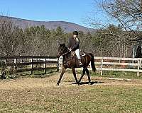 gelding