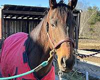 barrel-gelding