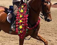 all-around-saddlebred-horse