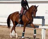 available-saddlebred-horse