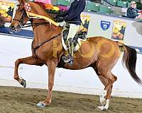 baths-saddlebred-horse