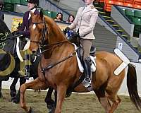 been-shown-saddlebred-horse