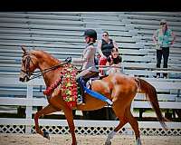 been-there-done-that-saddlebred-horse