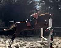 big-eq-saddlebred-horse