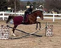 buttons-saddlebred-horse