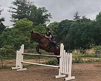 clean-saddlebred-horse