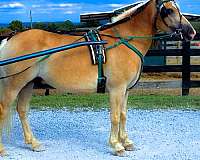 palomino-see-pics-horse