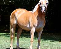 flashy-haflinger-horse