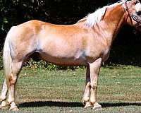 family-haflinger-horse