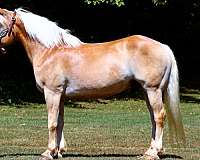 trail-haflinger-horse