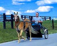 husband-safe-haflinger-horse