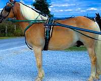 all-around-haflinger-horse