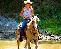 gentle-haflinger-horse