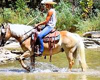 ranch-haflinger-horse