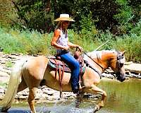 driving-haflinger-horse