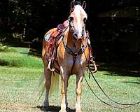 athletic-haflinger-horse