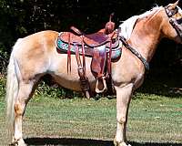 beginner-haflinger-horse