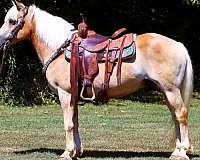 draft-haflinger-horse