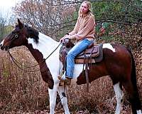 tobiano-see-pics-horse