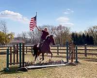 dressage-paint-horse