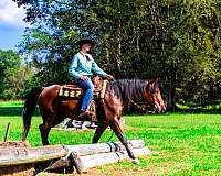 family-friesian-horse