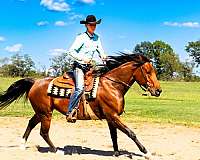 all-around-friesian-horse