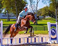 ranch-friesian-horse