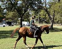 all-around-thoroughbred-horse