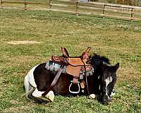 pinto-black-white-horse