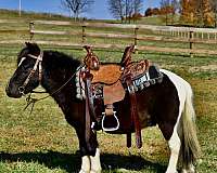 beginner-miniature-horse