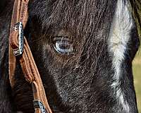 blue-eyed-miniature-horse