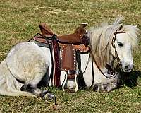 trick-trained-miniature-pony