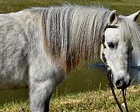 companion-miniature-pony