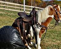 kid-safe-miniature-pony-gelding