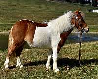 chestnut-white-pony