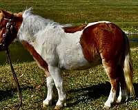 pinto-chestnut-white-pony