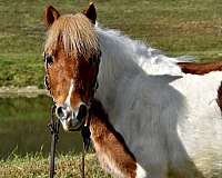 trick-trained-miniature-pony