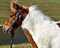 kid-safe-miniature-pony