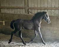 friesian-cross-horse