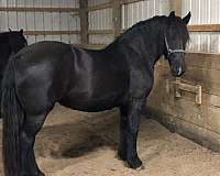 athletic-friesian-horse