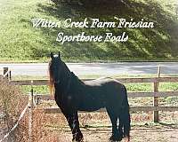 cross-friesian-horse