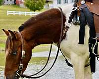 pinto-brown-white-pony