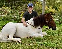 all-around-miniature-pony