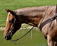 beginner-quarter-horse