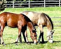 western-dressage-crossbred-pony