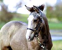 buckskin-crossbred-pony-colt