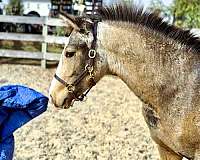 15-hand-crossbred-pony-colt