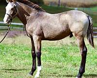 buckskin-crossbred-pony-for-sale