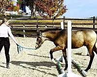 15-hand-crossbred-pony